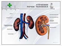 Стенд "Строение почки человека" - fgospostavki.ru - Балахна