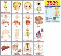 Раздаточные карточки "Тело человека" - fgospostavki.ru - Балахна