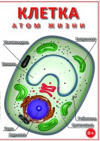 DVD "Клетка - "атом жизни" - fgospostavki.ru - Балахна