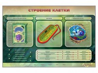 Электрифицированный стенд "Строение клетки" с маркерными полями - fgospostavki.ru - Балахна