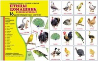 Демонстрационные карточки "Птицы домашние и декоративные" - fgospostavki.ru - Балахна