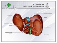 Стенд "Строение печени человека" - fgospostavki.ru - Балахна
