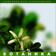 Ботаника. (Цифровая база изображений) - fgospostavki.ru - Балахна