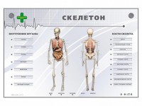 Электрифицированный стенд-тренажер "Скелетон" - fgospostavki.ru - Балахна