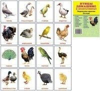 Раздаточные карточки "Птицы домашние и декоративные" - fgospostavki.ru - Балахна