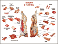 Таблица "Правила разделки мясных туш. Говядина и телятина" (100х140 сантиметров, винил) - fgospostavki.ru - Балахна