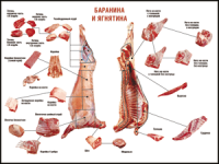 Таблица "Правила разделки мясных туш. Баранина и ягнятина" (100х140 сантиметров, винил) - fgospostavki.ru - Балахна