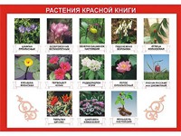 Таблица демонстрационная "Растения Красной книги" (винил 100*140) - fgospostavki.ru - Балахна