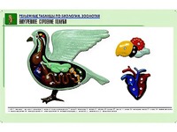 Рельефная таблица "Внутреннее строение голубя" (формат А1, матовое ламинирование) - fgospostavki.ru - Балахна