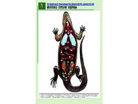 Рельефная таблица "Внутреннее строение ящерицы" (формат А1, матовое ламинирование) - fgospostavki.ru - Балахна