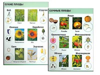 Коллекция "Семена и плоды" - fgospostavki.ru - Балахна