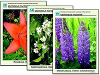 Гербарий фотографический "Основные группы растений" - fgospostavki.ru - Балахна