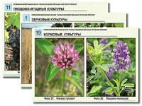 Гербарий фотографический "Сельскохозяйственные растения России" - fgospostavki.ru - Балахна