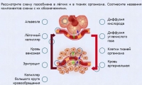Интерактивные курсы. Биология 9 класс. Расширенный. - fgospostavki.ru - Балахна
