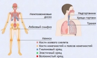 Интерактивные курсы. Биология 9 класс. Базовый. - fgospostavki.ru - Балахна