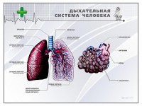 Стенд "Дыхательная система человека" - fgospostavki.ru - Балахна