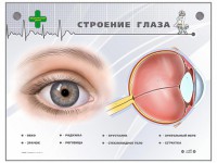 Интерактивный стенд "Строение глаза" - fgospostavki.ru - Балахна