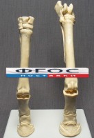 Скелет конечности лошади (передняя и задняя) на подставке - fgospostavki.ru - Балахна