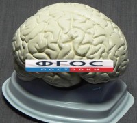 Модель "Мозг в разрезе" (белый) - fgospostavki.ru - Балахна