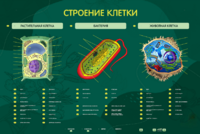 Электрифицированный стенд "Строение клетки" с маркерными полями - fgospostavki.ru - Балахна