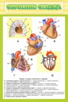 Стенд "Строение сердца" - fgospostavki.ru - Балахна