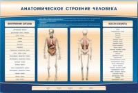 Электрифицированный стенд-тренажер c макетом скелета "Анатомическое строение человека" - fgospostavki.ru - Балахна