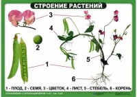 Комплект таблиц "Ознакомление с окружающим миром 1-4 класс" - fgospostavki.ru - Балахна