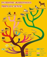 Стенд "Развитие животного мира на земле" - fgospostavki.ru - Балахна