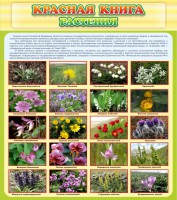 Стенд "Красная книга - растения" - fgospostavki.ru - Балахна