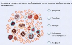 Интерактивные курсы. Биология 11 класс. Расширенный. - fgospostavki.ru - Балахна