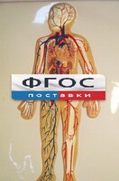 Модель барельефная "Кровеносная система человека" - fgospostavki.ru - Балахна