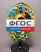 Модель "Клетка растения" - fgospostavki.ru - Балахна