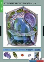Комплект таблиц. Биология. Вещества растений. Клеточное строение. - fgospostavki.ru - Балахна