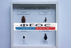 Коллекция "Семейство жуков" - fgospostavki.ru - Балахна