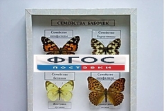 Коллекция "Семейство бабочек" - fgospostavki.ru - Балахна