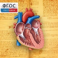 Анатомия (Цифровой атлас школьника) - fgospostavki.ru - Балахна