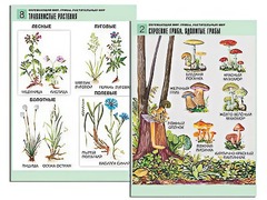 Комплект таблиц "Окружающий мир. Грибы. Растительный мир" (12 таблиц, А1, ламинированные) - fgospostavki.ru - Балахна