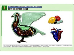 Рельефная таблица "Внутреннее строение голубя" (формат А1, матовое ламинирование) - fgospostavki.ru - Балахна