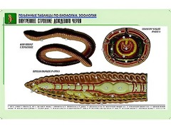 Рельефная таблица "Внутреннее строение дождевого червя" (формат А1, матовое ламинирование) - fgospostavki.ru - Балахна