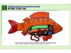 Рельефная таблица "Внутреннее строение рыбы" (формат А1, матовое ламинирование) - fgospostavki.ru - Балахна