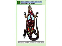 Рельефная таблица "Внутреннее строение ящерицы" (формат А1, матовое ламинирование) - fgospostavki.ru - Балахна