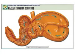 Рельефная таблица "Желудок жвачного животного" (формат А1, матовое ламинирование) - fgospostavki.ru - Балахна