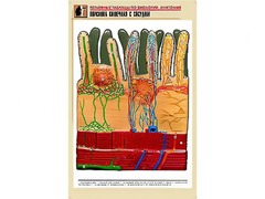 Рельефная таблица "Ворсинка кишечная с сосудом" (формат А1, матовое ламинирование) - fgospostavki.ru - Балахна