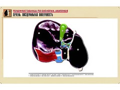 Рельефная таблица "Печень. Висцеральная поверхность" (формат А1, матовое ламинирование) - fgospostavki.ru - Балахна