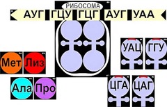 Модель-аппликация "Биосинтез белка" (ламинированная) - fgospostavki.ru - Балахна