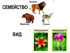 Модель-аппликация "Классификация растений и животных" (ламинированная) - fgospostavki.ru - Балахна