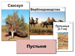 Модель-аппликация "Природные зоны России" (ламинированная) - fgospostavki.ru - Балахна