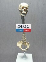 Модель "Позвоночник с черепом и тазом" - fgospostavki.ru - Балахна