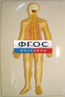Модель барельефная "Нервная система человека" - fgospostavki.ru - Балахна