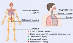 Интерактивные курсы. Биология 9 класс. Базовый. - fgospostavki.ru - Балахна